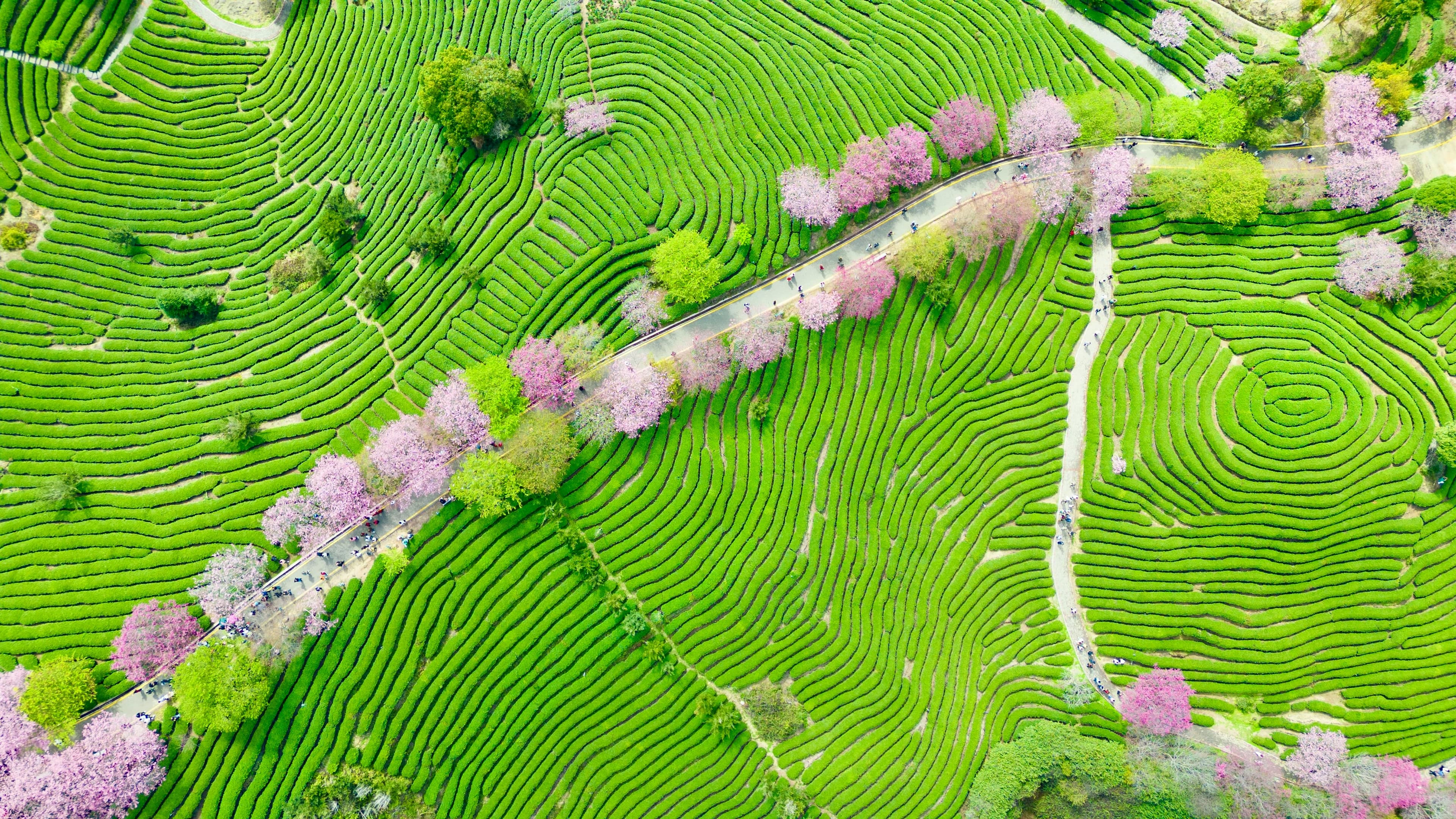Aerial view of bright green tea terraces with pink blossom trees